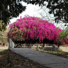 Bougainvillea Garden Chandigarh