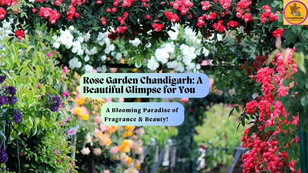 rose garden chandigarh, chandigarh rose garden images, hotel near rose garden chandigarh, picture of rose garden in chandigarh, rose chandigarh